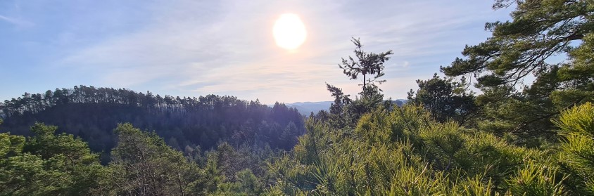Aussicht auf den Pfälzer Wald Aussicht auf den Pfälzer Wald