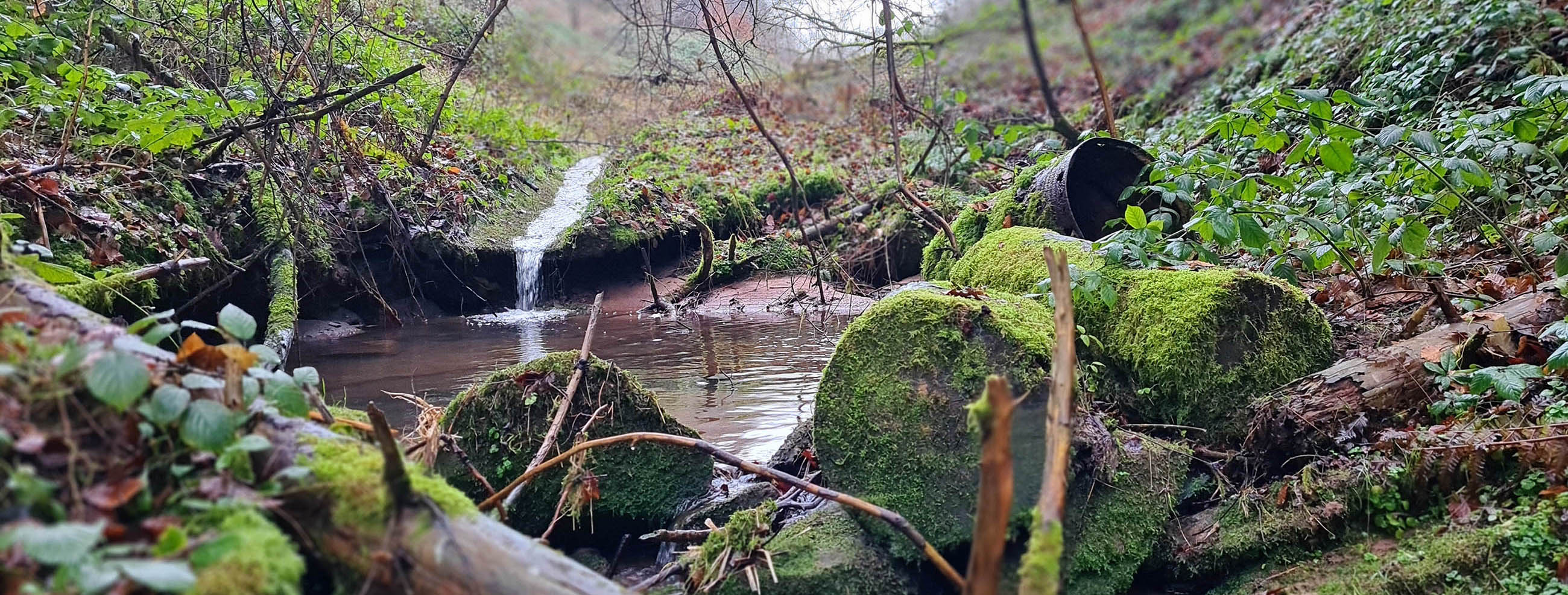 Ein Bachlauf im Pfälzer Wald Ein Bachlauf im Pfälzer Wald